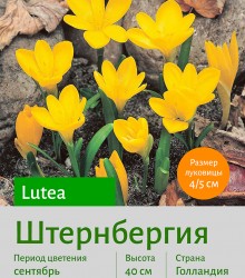 Штернбергия lutea